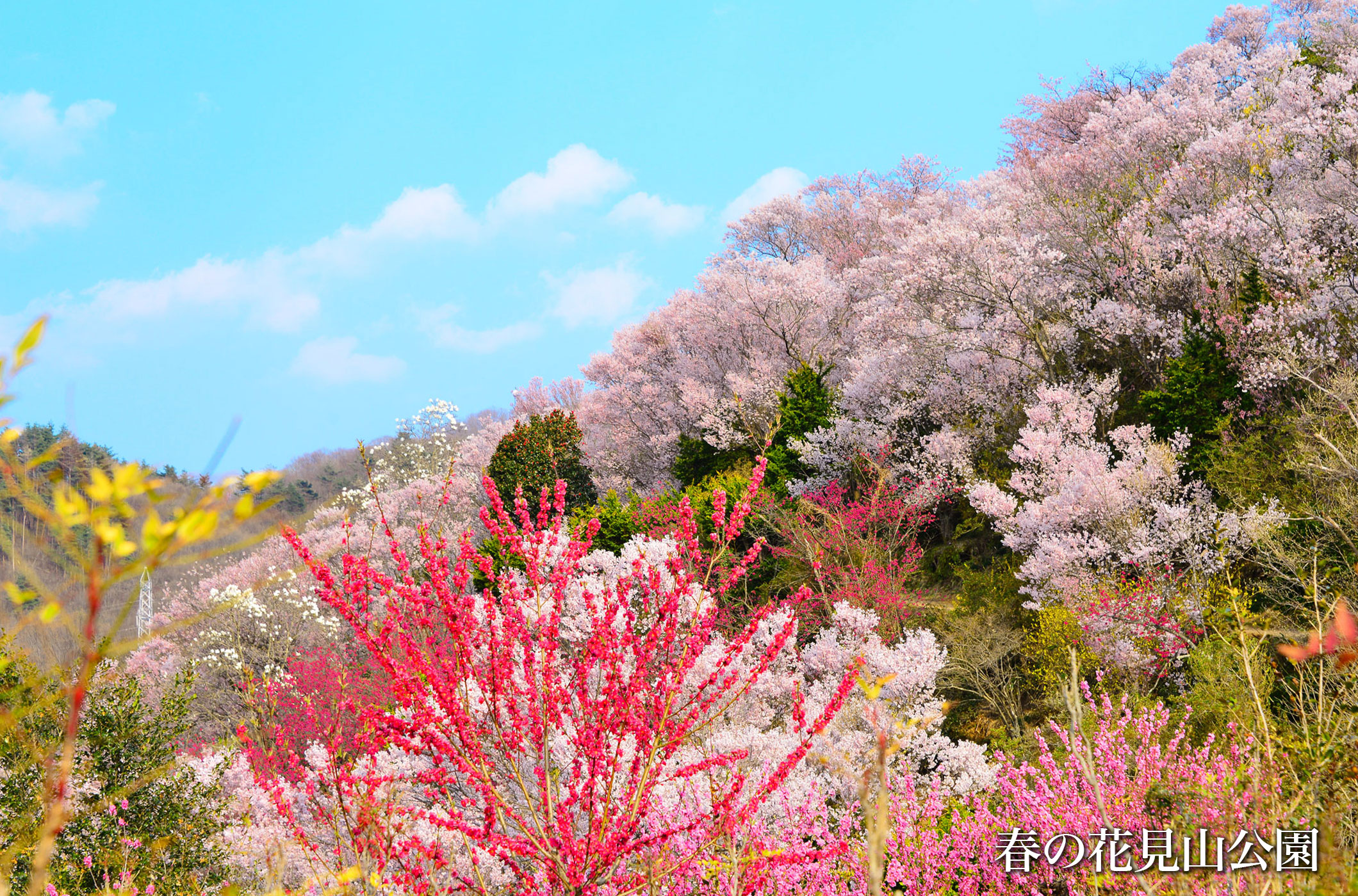 花見山桜